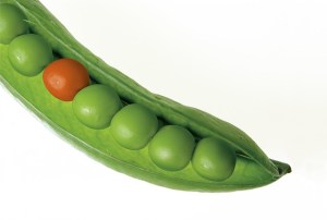 Different Pea